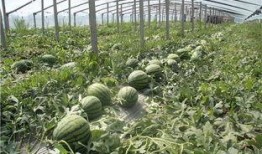 东北矮瓜怎么吃