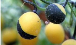 春天吃吊瓜好吗,吊瓜美食，健康美味两不误