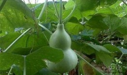 妈妈吃葫芦瓜图片,妈妈亲手烹饪的温馨滋味