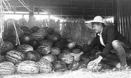 金县吃瓜群众事件,一场网络舆论的风暴与反思