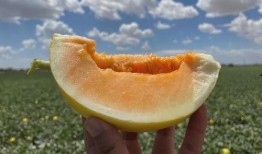 民勤蜜瓜吃瓜视频,甘甜如蜜，视觉与味蕾的双重盛宴