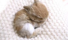 兔子可以吃鲜瓜吗怎么吃,如何安全享用美味瓜果