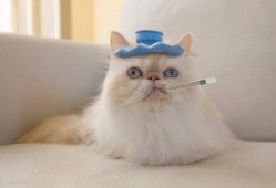 微密猫吃瓜,揭秘娱乐圈幕后故事