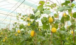 山东金香吃瓜,吃瓜群众的美食盛宴