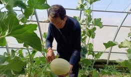 瓜州县蜜瓜怎么吃,尽享夏日清新滋味