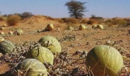 沙漠渴了吃瓜,解渴美食之旅，沙漠里的瓜果飘香