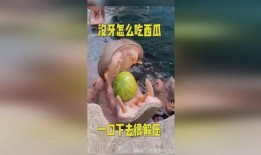 吃瓜好听又解压,轻松解压的听觉盛宴