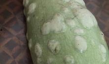 葫芦瓜表皮吃有毒吗,葫芦瓜表皮食用安全解析