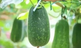 大暑吃瓜文案,瓜果飘香，清凉一夏的甜蜜诱惑