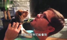 狗狗打架吃瓜视频播放