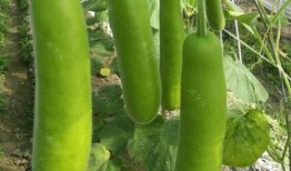 虫子吃瓠瓜,自然界的和谐共生与生态平衡