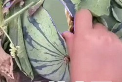 重回吃瓜,揭秘娱乐圈幕后真相