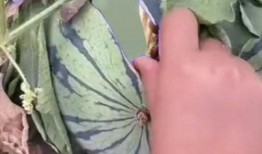 重回吃瓜,揭秘娱乐圈幕后真相