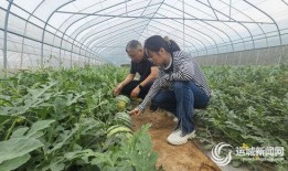 小吊瓜啃着吃,舌尖上的清新滋味