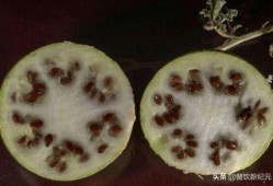 吃土瓜根散为什么会吐,吃土瓜根散引发呕吐现象的揭秘与应对