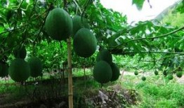 吃的吊瓜,传统与创新交融的味蕾盛宴