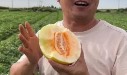 民勤蜜瓜吃瓜视频,甘甜如蜜，视觉与味蕾的双重盛宴