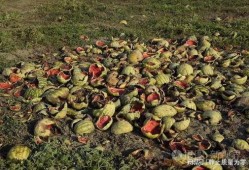 栋瓜咋吃,探索美味栋瓜的烹饪艺术