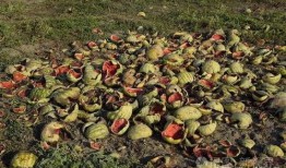 栋瓜咋吃,探索美味栋瓜的烹饪艺术