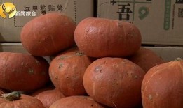 金瓜吃瓜免费在线,畅享瓜界盛宴