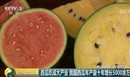 吃瓜群众的力量视频,揭秘网络视频传播背后的惊人效应