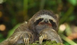 树懒吃狼瓜,揭秘热带雨林中的独特食性