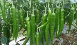 吃瓜群众不吃芹菜