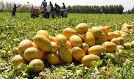 哈密瓜吃哈密瓜需要阳光吗,自然光照下的美味之旅