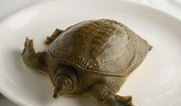 刘大瓜吃大甲鱼,勇闯美食极限