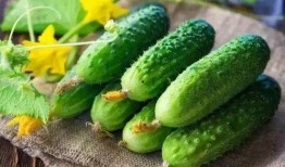 春吃野菜夏吃瓜,春尝野菜，夏品瓜果