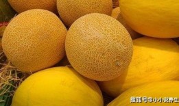 吃哈密瓜滋阴吗怎么吃,这样吃最有效！