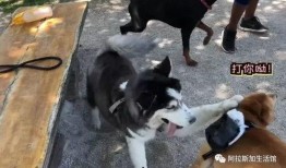 柴犬吃瓜温柔,温柔萌宠的治愈瞬间