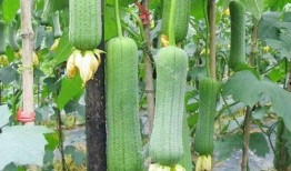 每天吃瓜孑,探索缤纷生活滋味