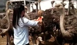 鸵鸟瓜怎么吃,探索美味与营养的完美结合