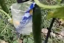 兴化大丰吃瓜事件视频,一场引发热议的网络视频风波