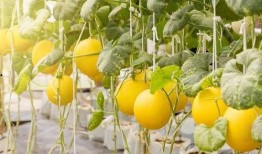 彩唐吃瓜,揭秘娱乐圈那些不为人知的幕后故事