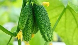 天天吃瓜每日吃瓜