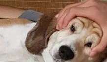 狗头吃瓜丢失组织,探寻组织之谜