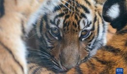 吃瓜说虎,揭秘娱乐圈的神秘面纱