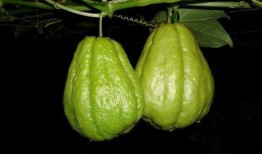 甘肃人吃佛手瓜视频教程,佛手瓜烹饪教程大揭秘