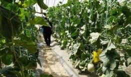 唐山花店吃瓜吃瓜视屏