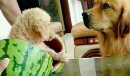 和主人吃瓜系统,趣味互动，畅享欢乐时光