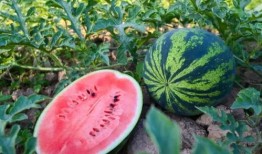 吃瓜小说吃瓜,揭秘吃瓜小说背后的真实故事