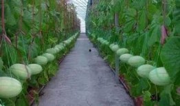 爱吃瓜的吃瓜群,揭秘“爱吃瓜的吃瓜群”背后的故事