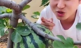 河北吃瓜真甜,探寻“吃瓜真甜”的独特风味