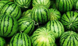 发烧可以吃密瓜吗,发烧期间适宜食用密瓜的探讨