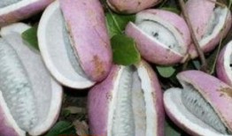 孕期可以吃八月瓜吗