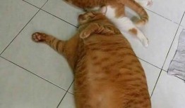 吃瓜猫橘猫,趣味横生的宠物日常