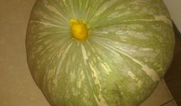 玉兰瓜过敏怎么吃,安全享受美食的秘诀