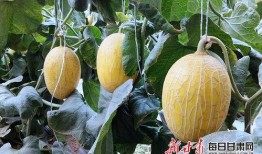 瓜州县蜜瓜怎么吃,尽享夏日清新滋味